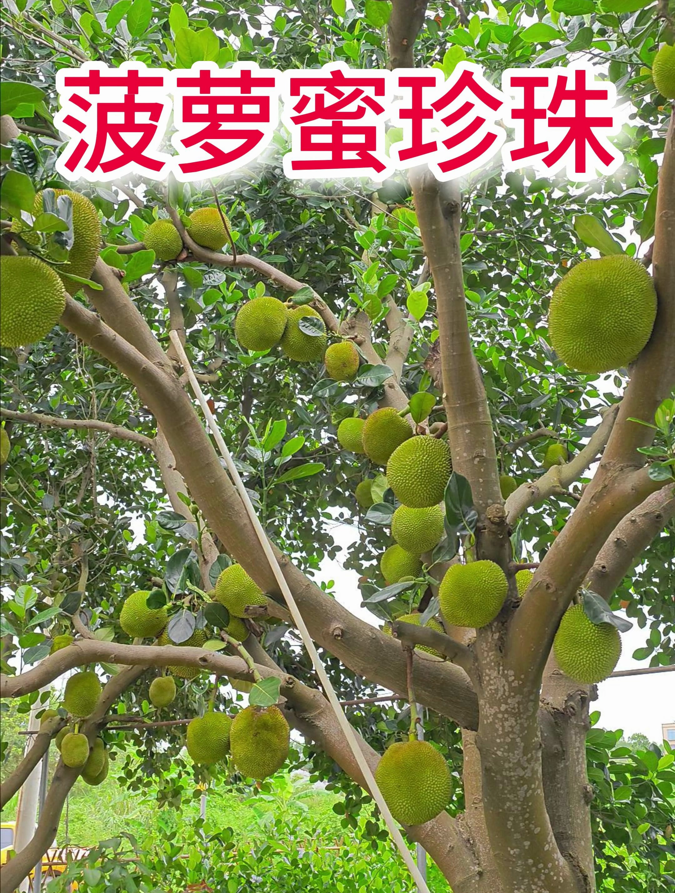 菠萝蜜珍珠品种,个头小小的,脆甜好吃,丰产稳产,挂果多