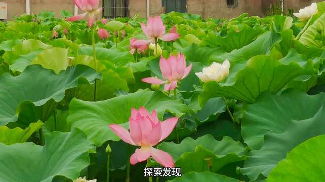 [图]雨中赏荷，荷花带雨，宁波哪里可以赏荷花