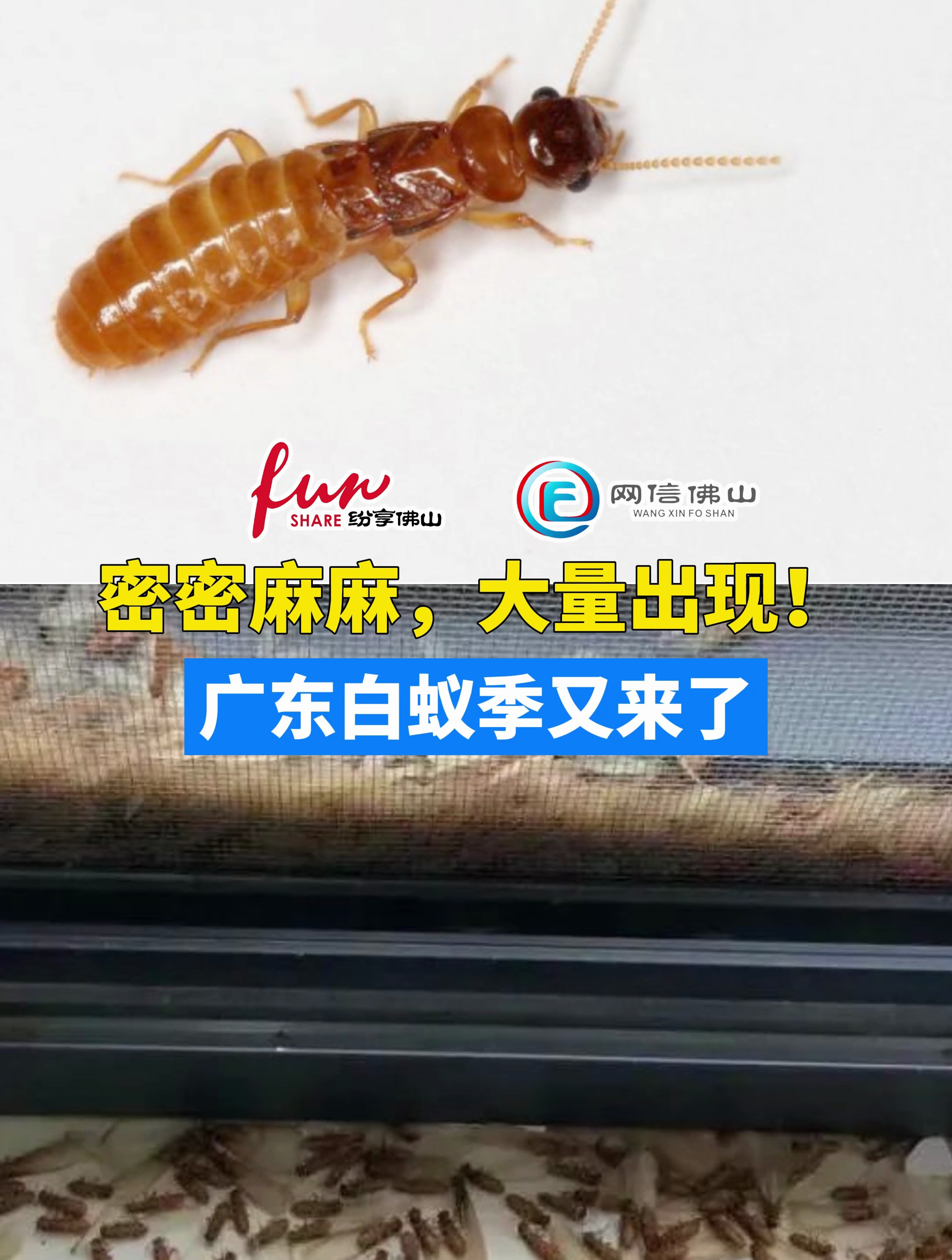 广东白蚁图片