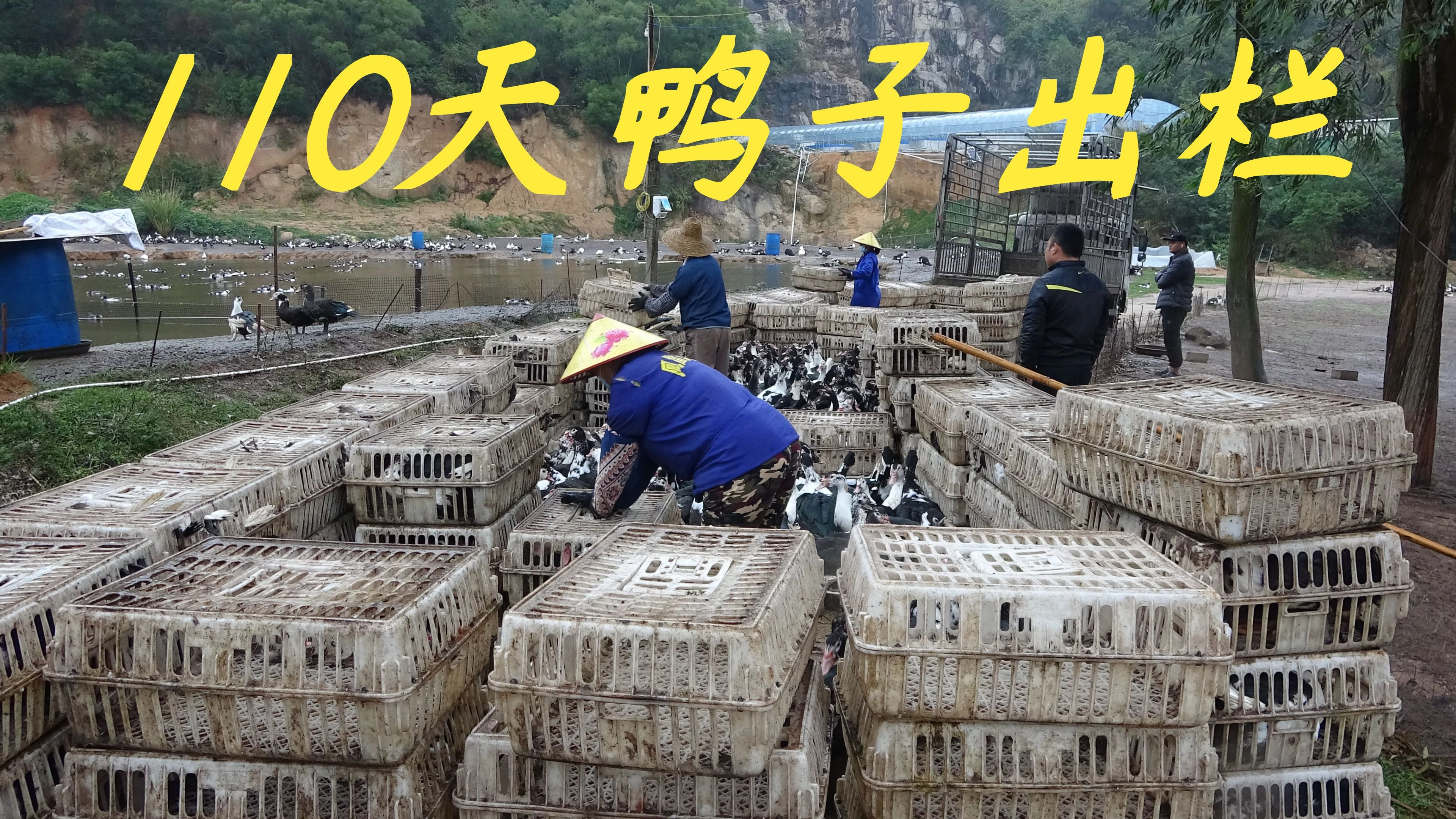 好多网友想跟老林学习养鸭子,看完今天这条视频,大家还想去养吗