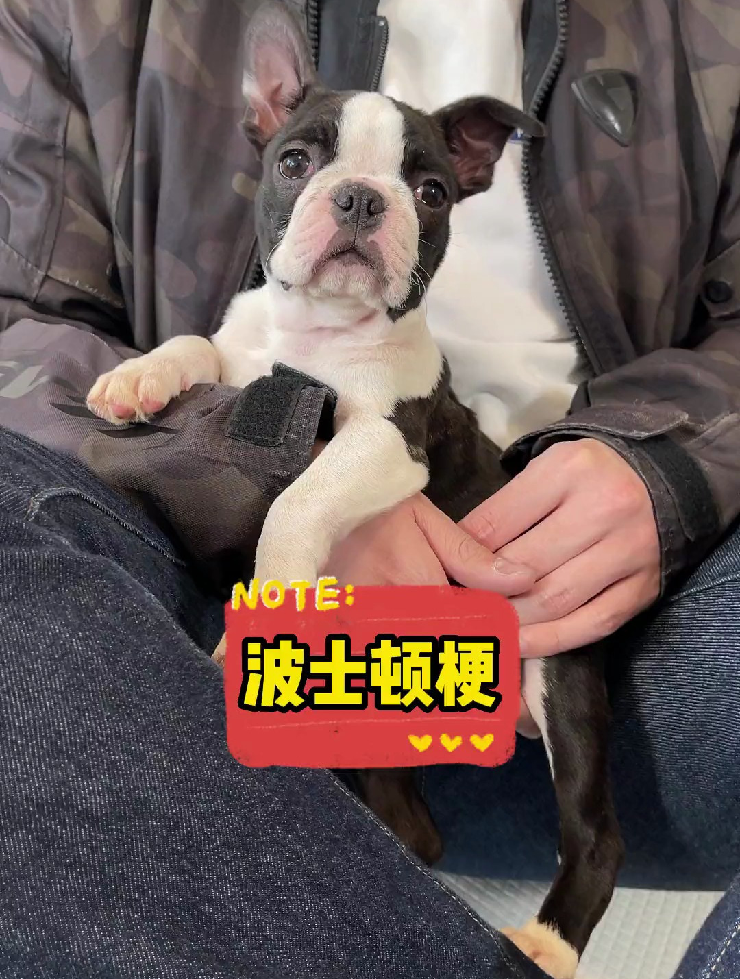 我记得有好多朋友问过我这个犬种今天终于逛到啦