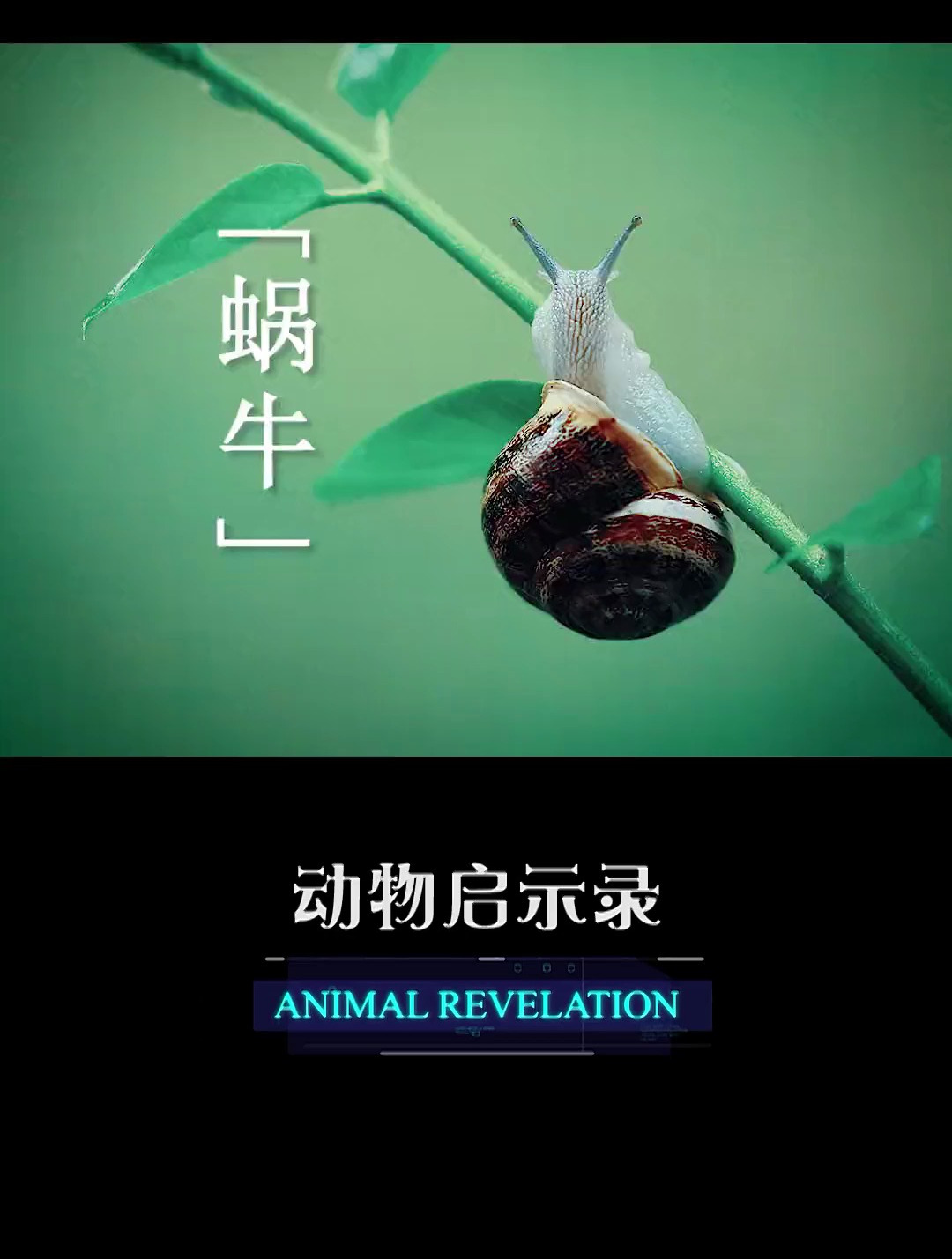 《动物启示录》穷人家的孩子早当家 他只是爱的方式不一样罢了-度小视