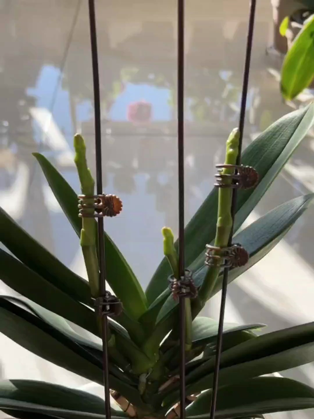 蝴蝶兰长花剑到开花需要多长时间?