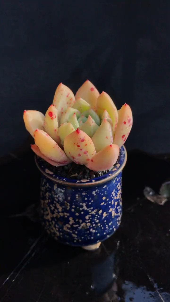 多肉植物 拇指盆 香槟