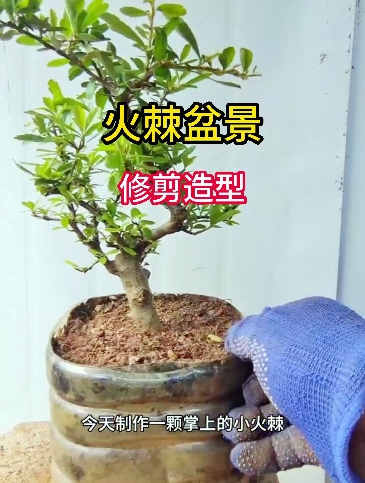 火棘盆景修剪造型讲解,记得收藏哦