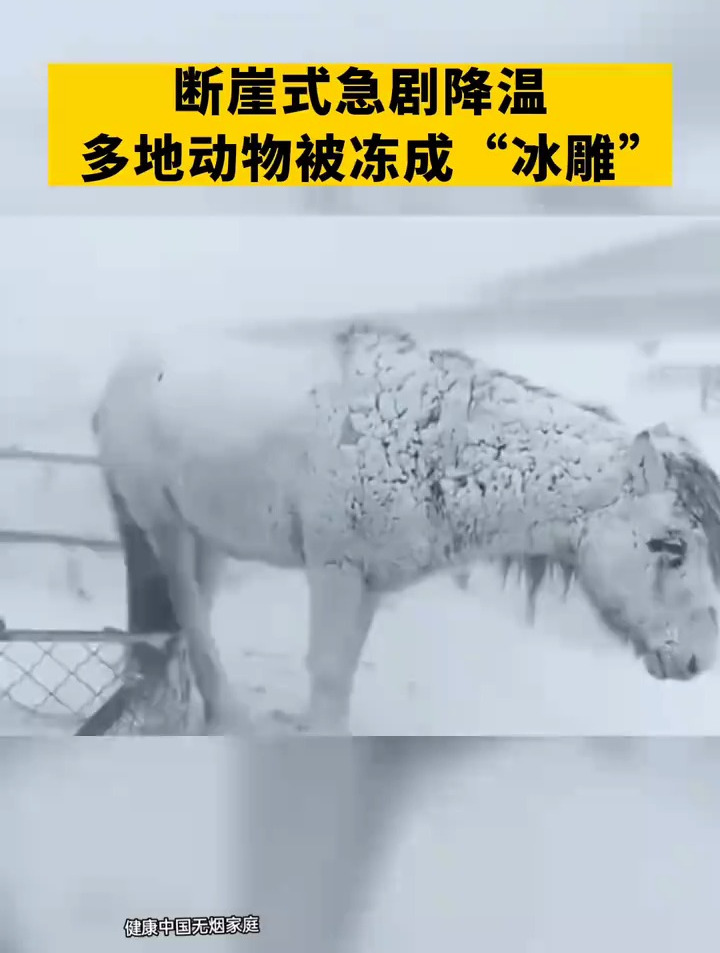 断崖式降温北半球气温低至65动物们被冻成冰雕