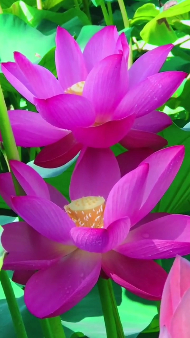 半开着的荷花像一位纯洁的少女用白嫩的手捧托着脸庞