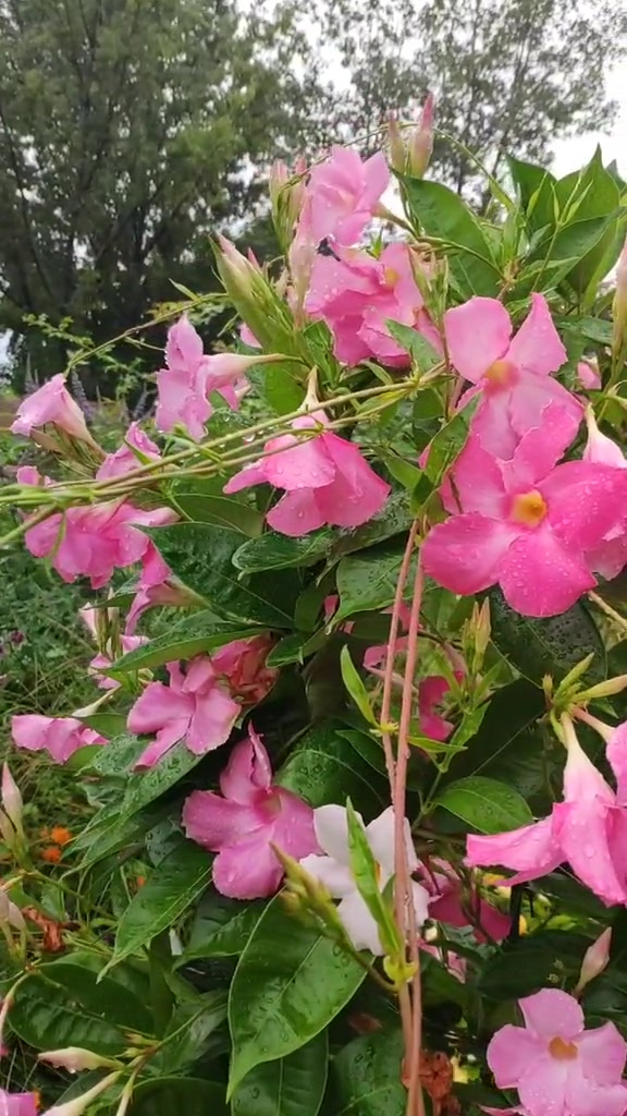 爬满架子的飘香藤,微雨以后,颜色更加的鲜艳,真是藤本花卉里的