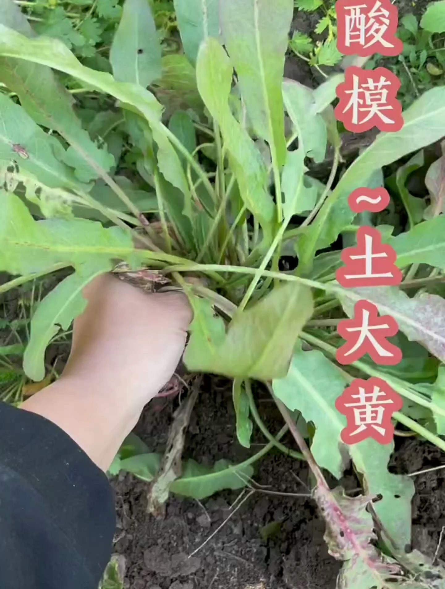 酸模根部土大黄