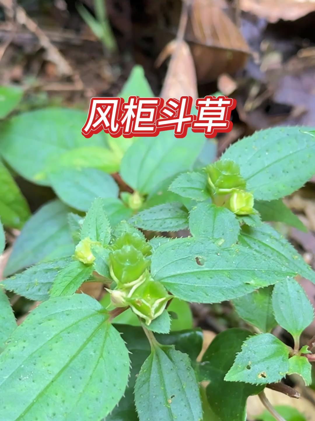 风柜斗草又叫楮头红,又被称为"养肝仙草"和"平肝将军"