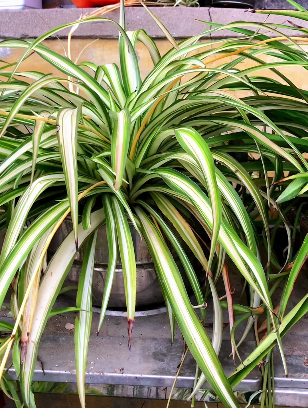 冬天养吊兰,一定要注意