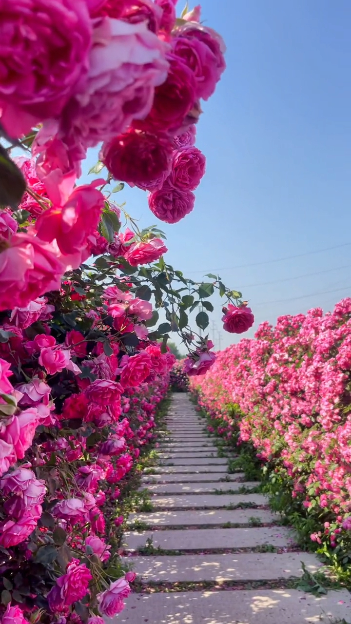 女孩的快乐,其实很简单,一片漂亮的花海,一个想见的人