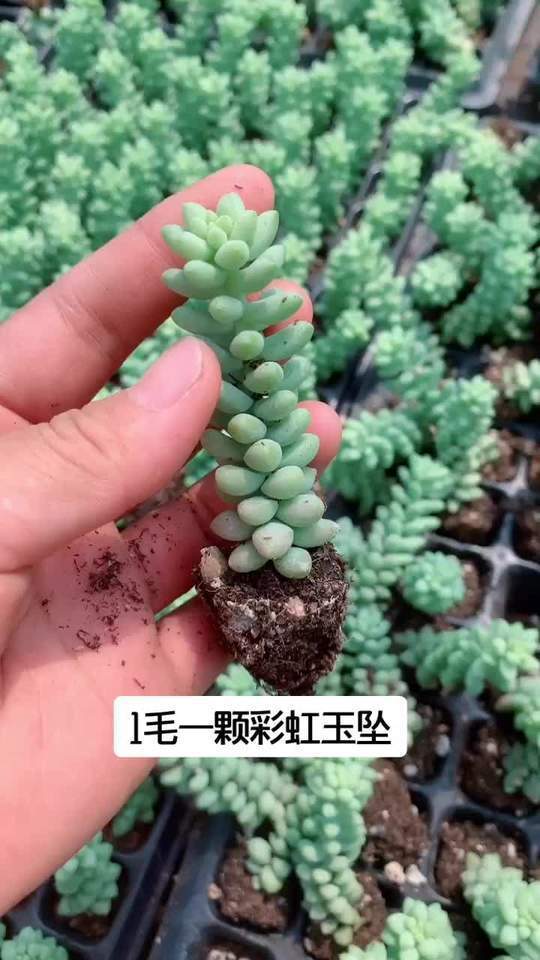 彩虹玉坠,繁殖能力特别强的一款肉肉