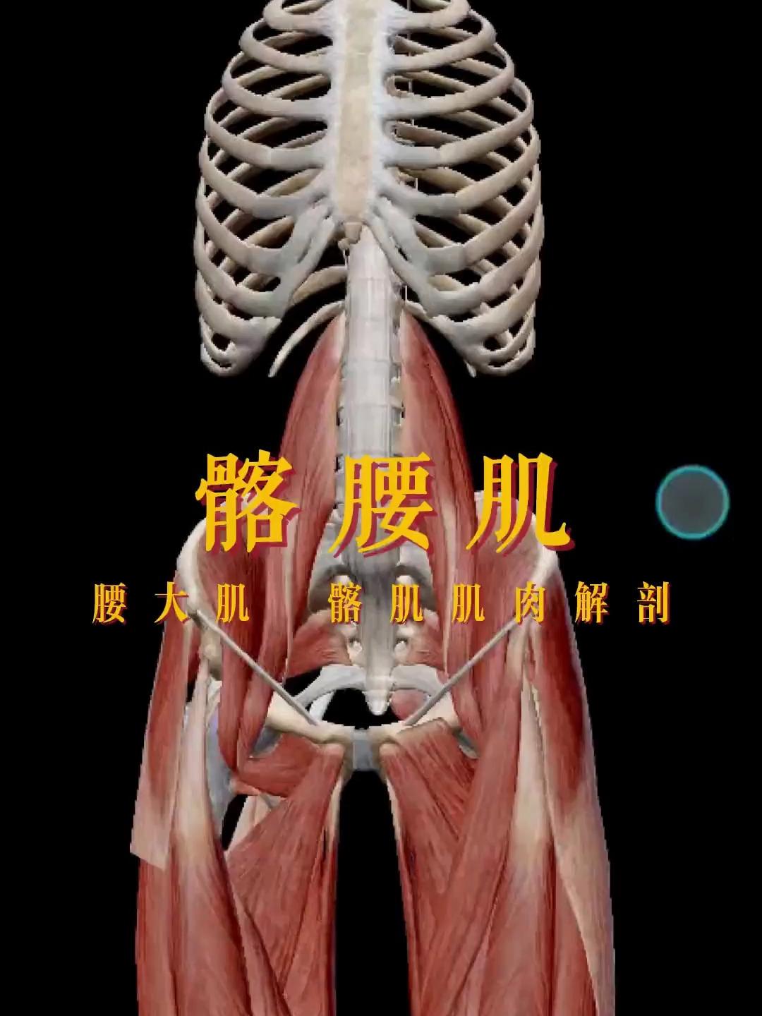 髂腰肌肌肉解剖讲解