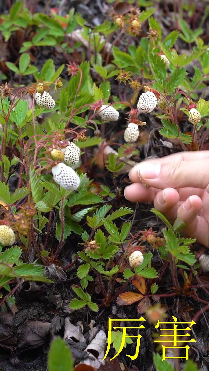 小时候没有零食地泡儿是我最爱的美味
