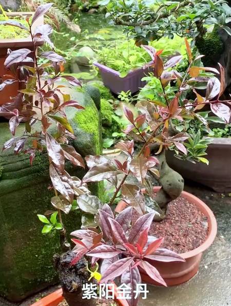 其他的金弹子需要红得发紫,它是出世就是紫的——紫阳金丹-度小视