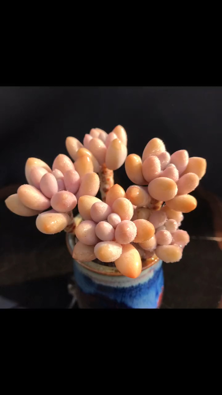 肉肉的世界 汤圆多肉