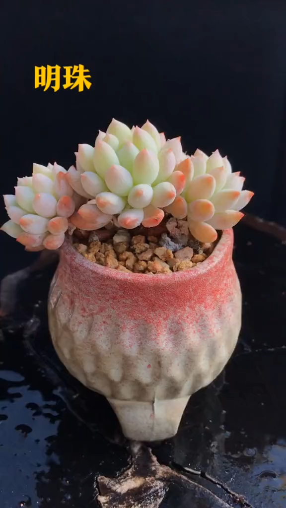 多肉植物 明珠 拇指盆