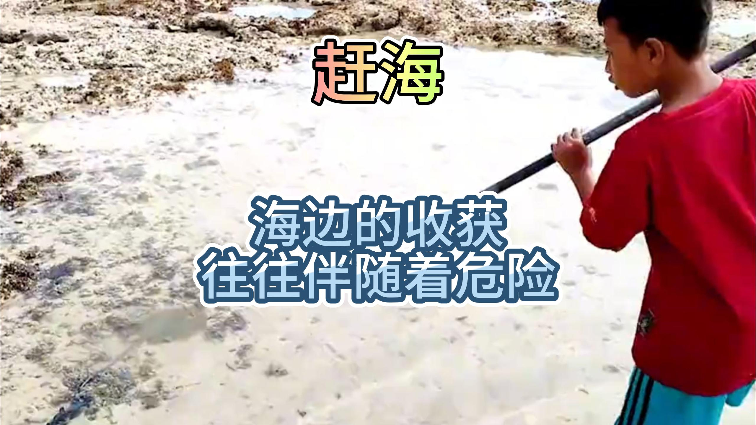 赶海天花板,这里鱼获泛滥,鳐鱼石斑鱼随便捡