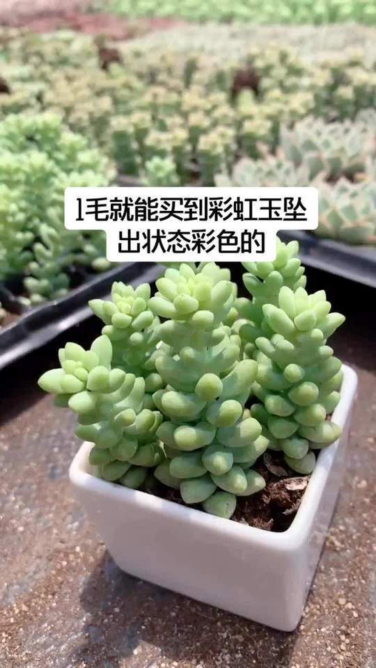 彩虹玉坠特别好养的一个肉肉,可以叶插也可以砍头