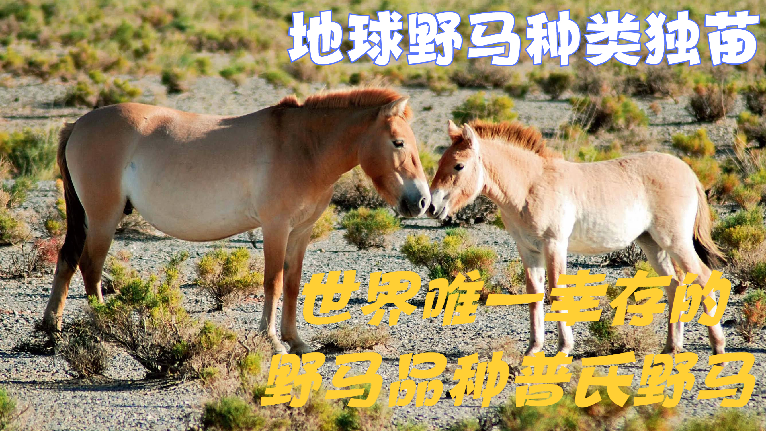 地球野马种类独苗,世界唯一幸存的野马品种,汗血宝马:普氏野马