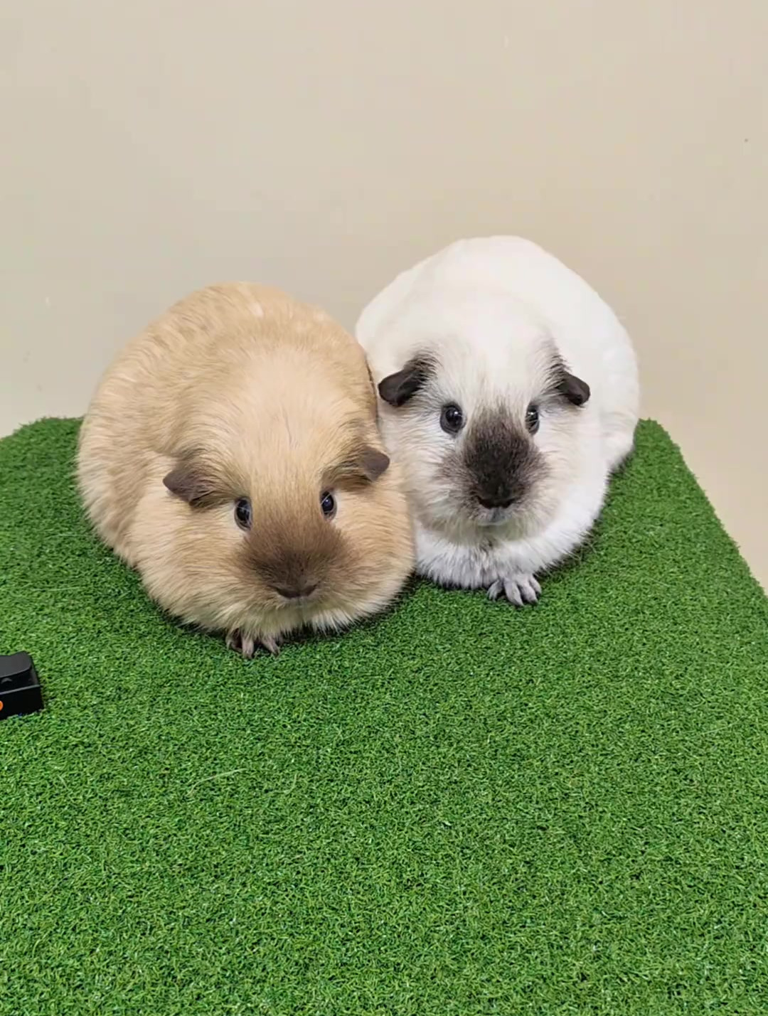 小豚鼠来"嗦粉"了!荷兰猪 豚鼠 养鼠日常分享 养鼠日常