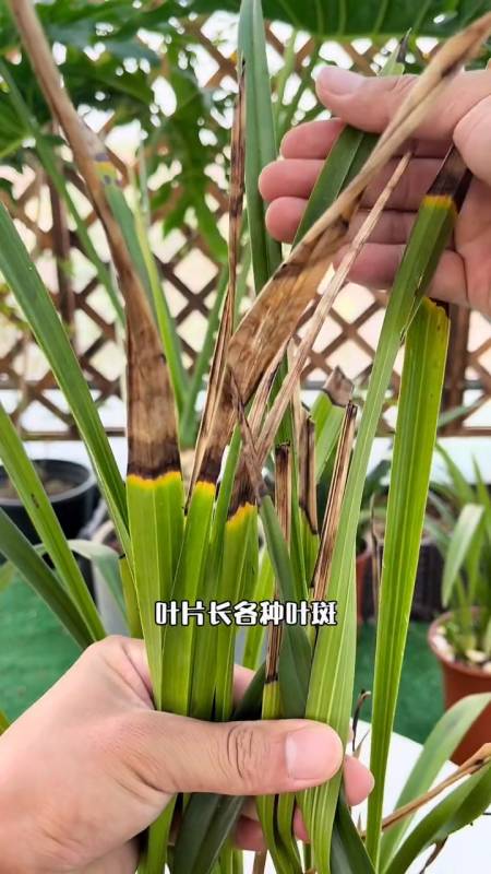 夏季兰花黑斑焦尖各种叶斑反复出现来看我怎么处理
