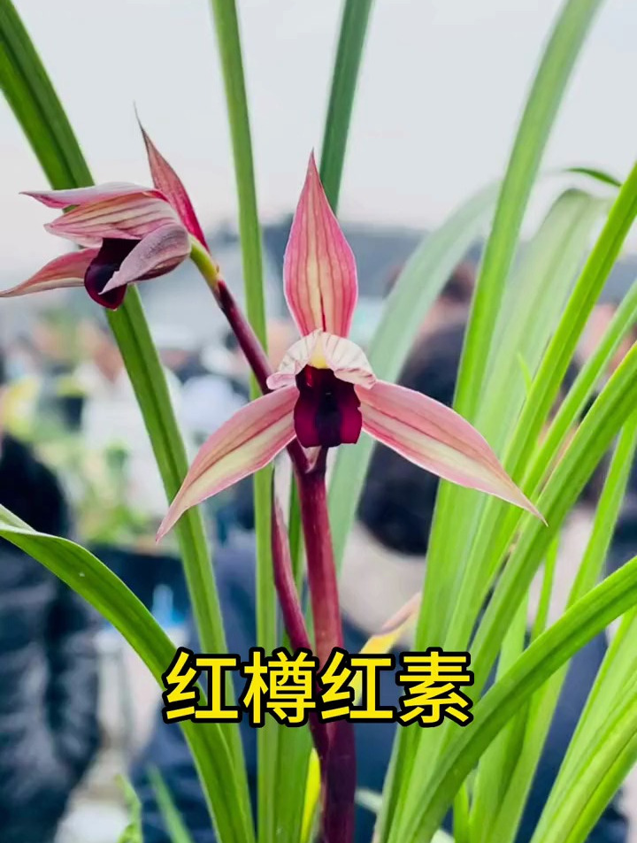 春剑名品水晶红素,你了解多少?