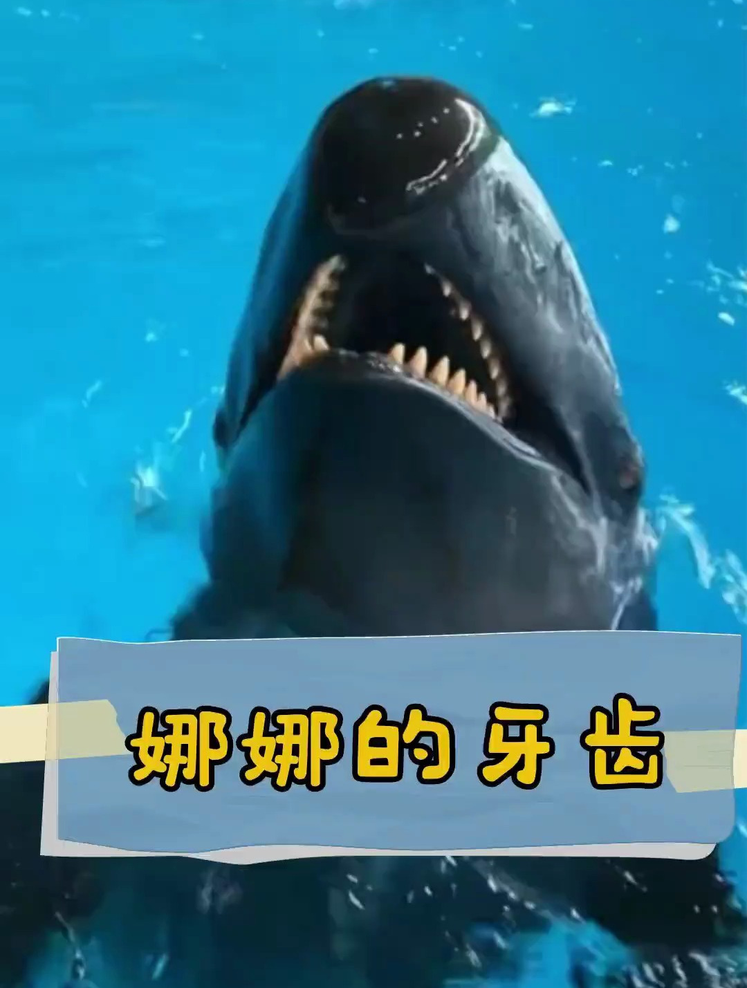 海豚的牙齿可以用来调整鱼鱼方向哦~-度小视