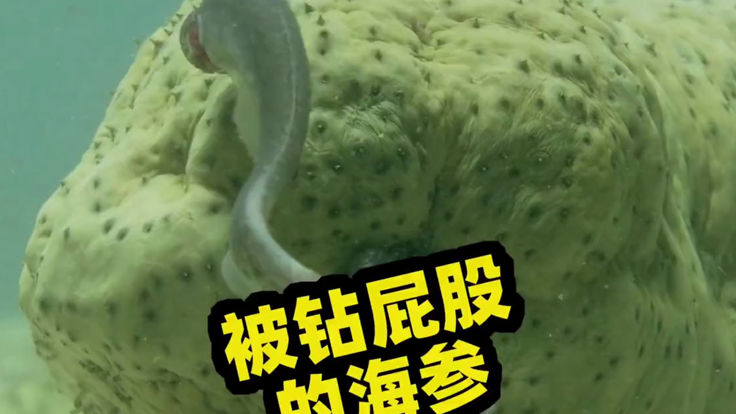 当有独特爱好的隐鱼遇到大屁股海参的时候 隐鱼 海参 海洋生物