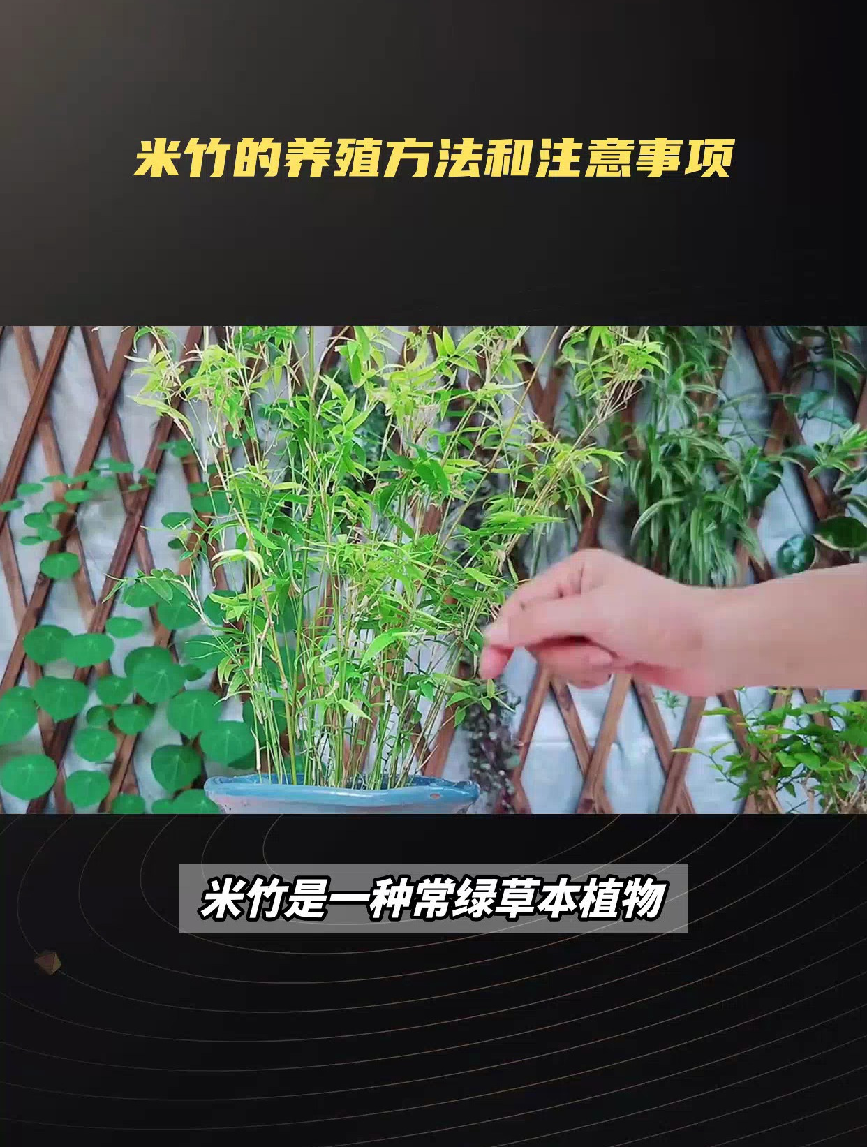 米竹的养殖方法和注意事项:轻松养出茂盛米竹,生活更添绿意!-度小视