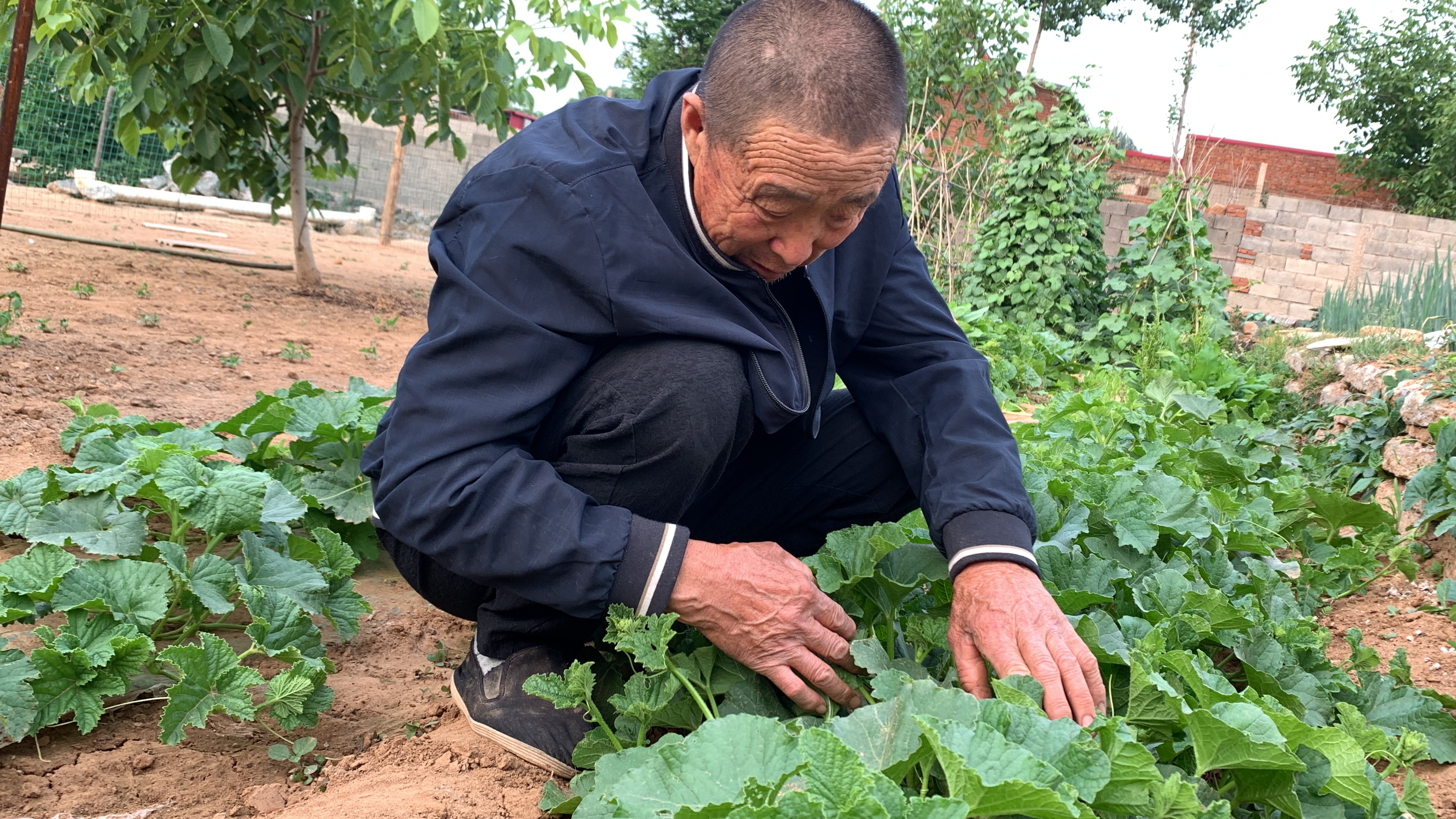 农村小菜园丰收了，新鲜蔬菜吃不完，二舅脸上洋溢着丰收的喜悦