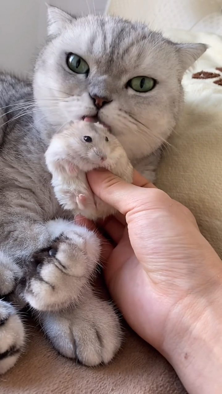 全网活的最豪横的鼠!往猫咪怀里钻
