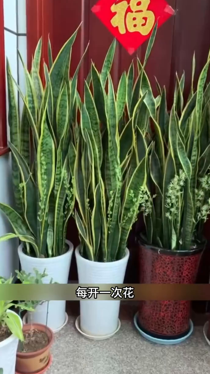 金边虎皮兰是一款非常好养的植物,它由金色的边和像老虎的皮纹而得名!