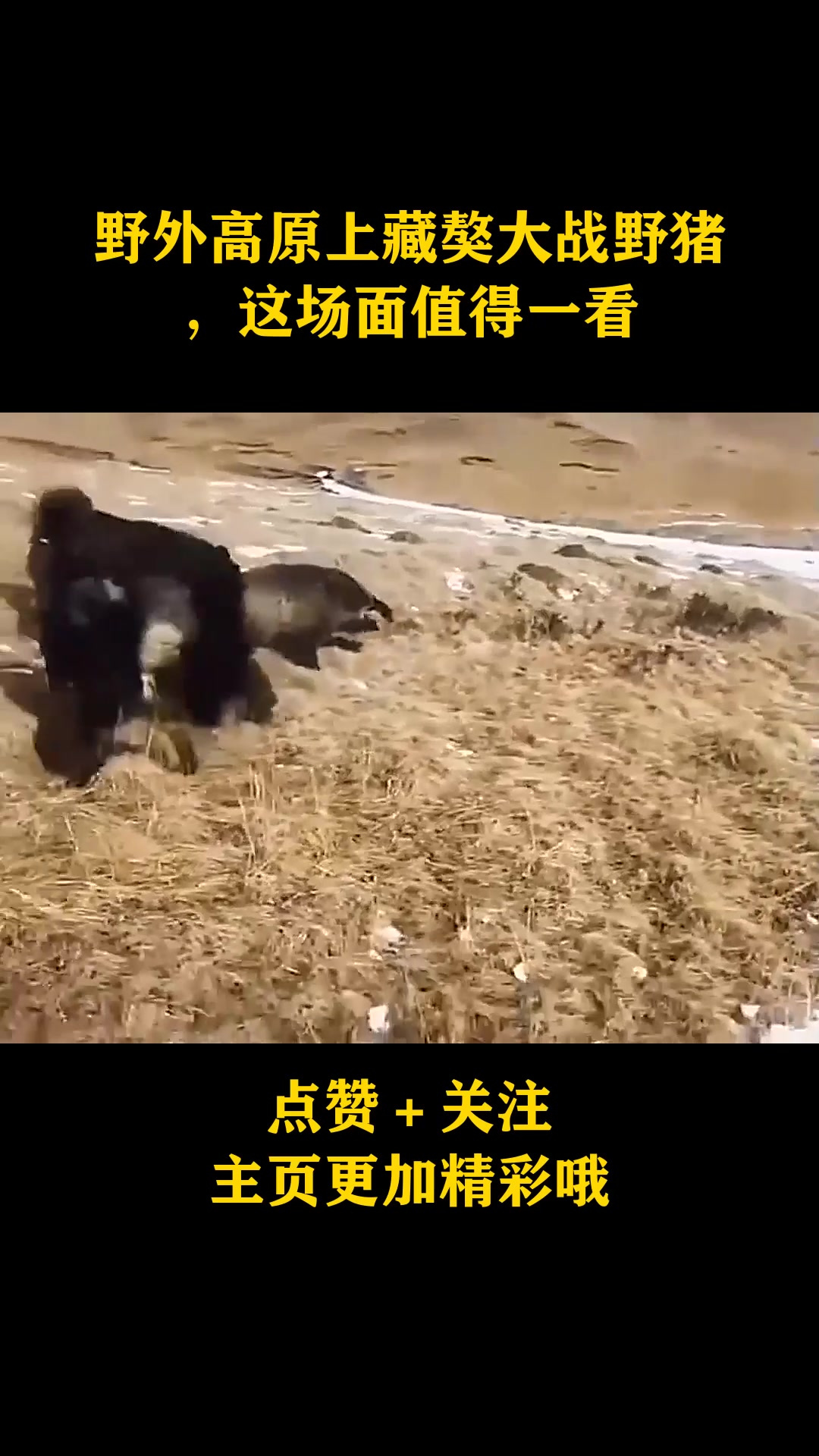 野外高原上藏獒大战野猪,这场面值得一看-度小视