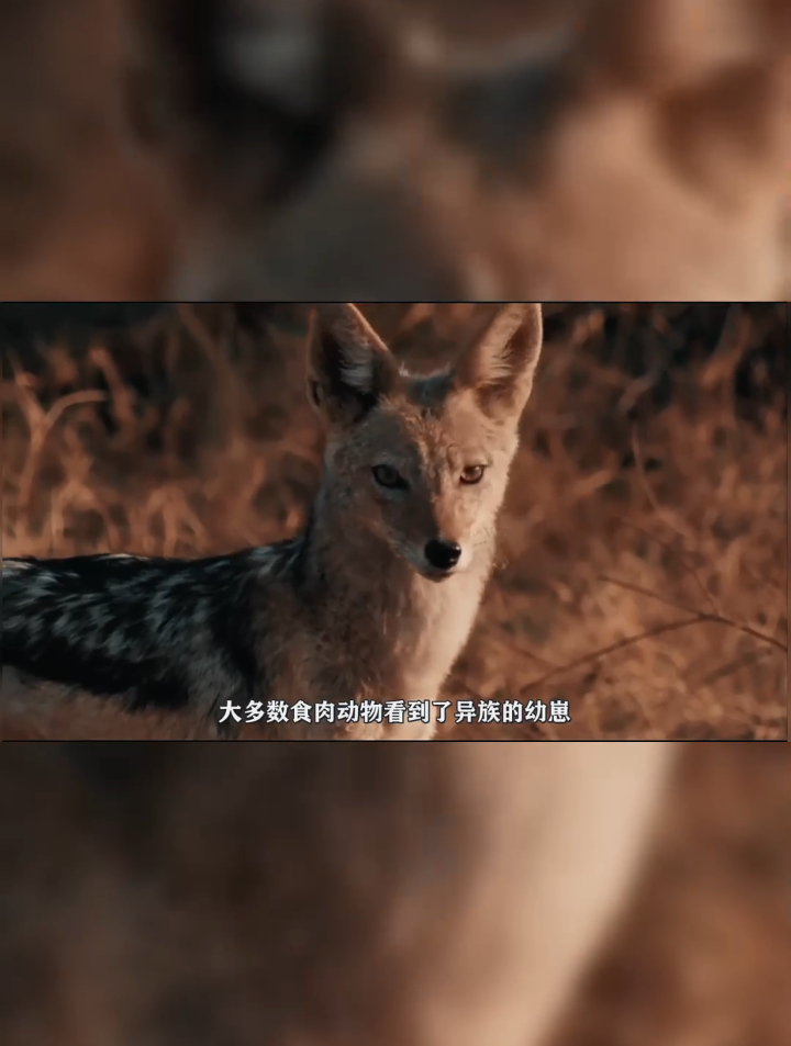 非洲野狗索罗,战花豹战鬣狗,抢别人家孩子09-度小视