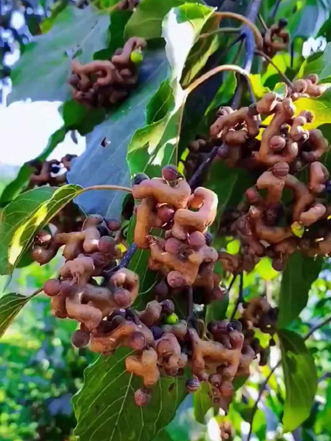拐枣非常古老的果树,又称万寿果,吃起来类似枣子,香甜如蜜