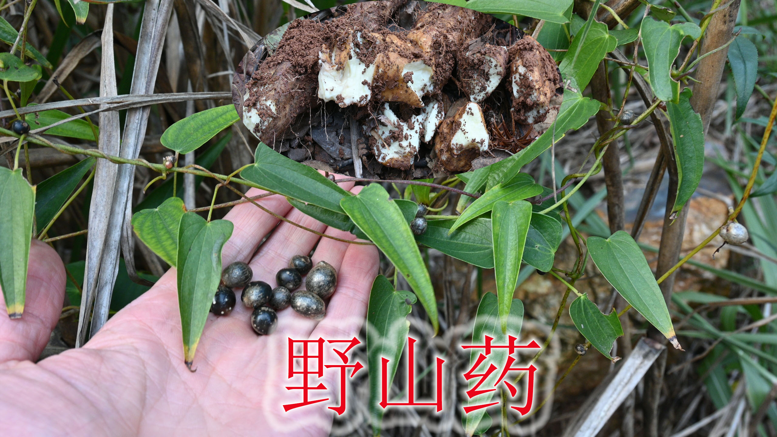 山中食材野山药是个宝,不能跟南瓜与猪肝同吃,遇见大家认识吗?