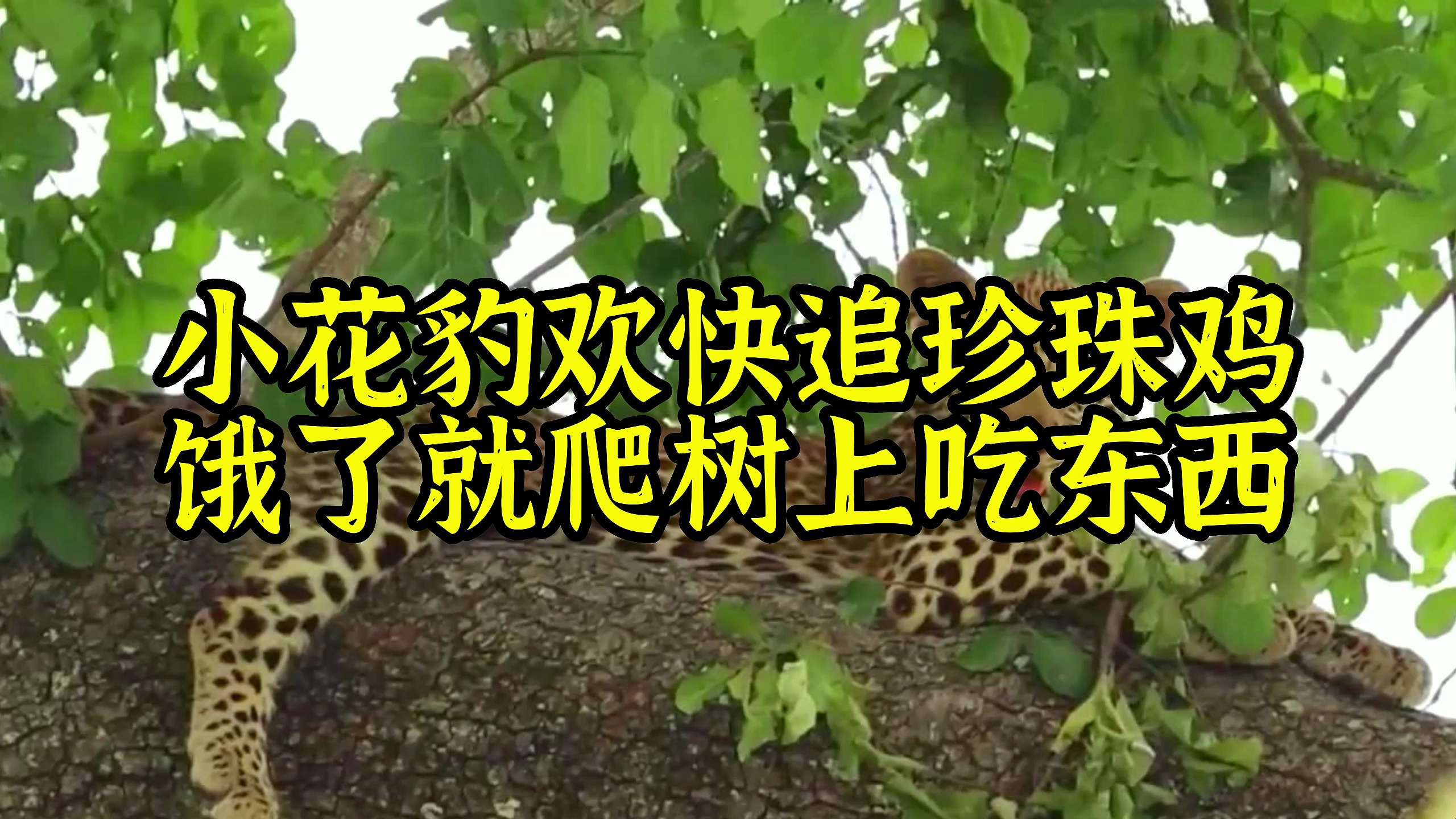 小花豹的快来生活,追逐珍珠鸡,饿了就爬树上吃东西