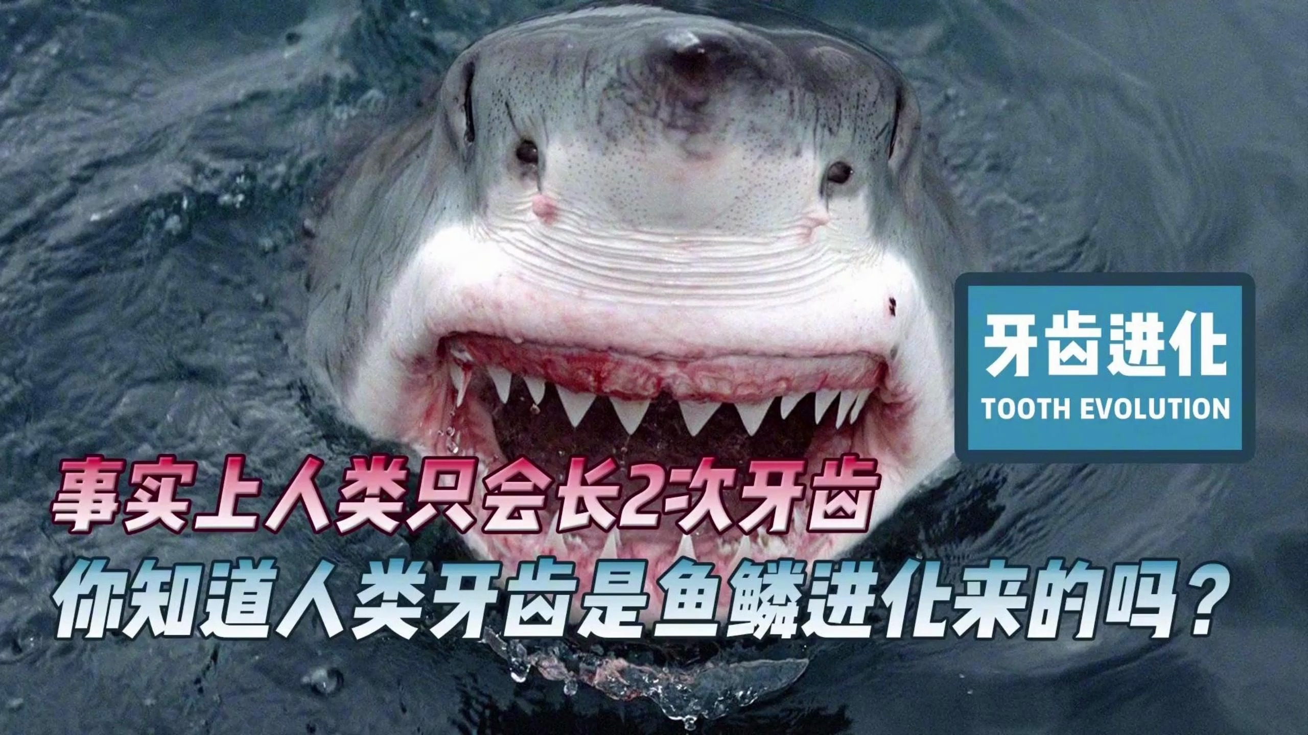 从鲨鱼身上得到验证,人类牙齿居然是鱼鳞进化来的