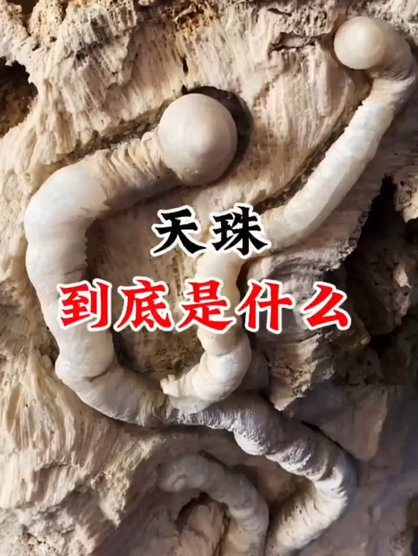 天珠到底是什么,它是怎么形成的?