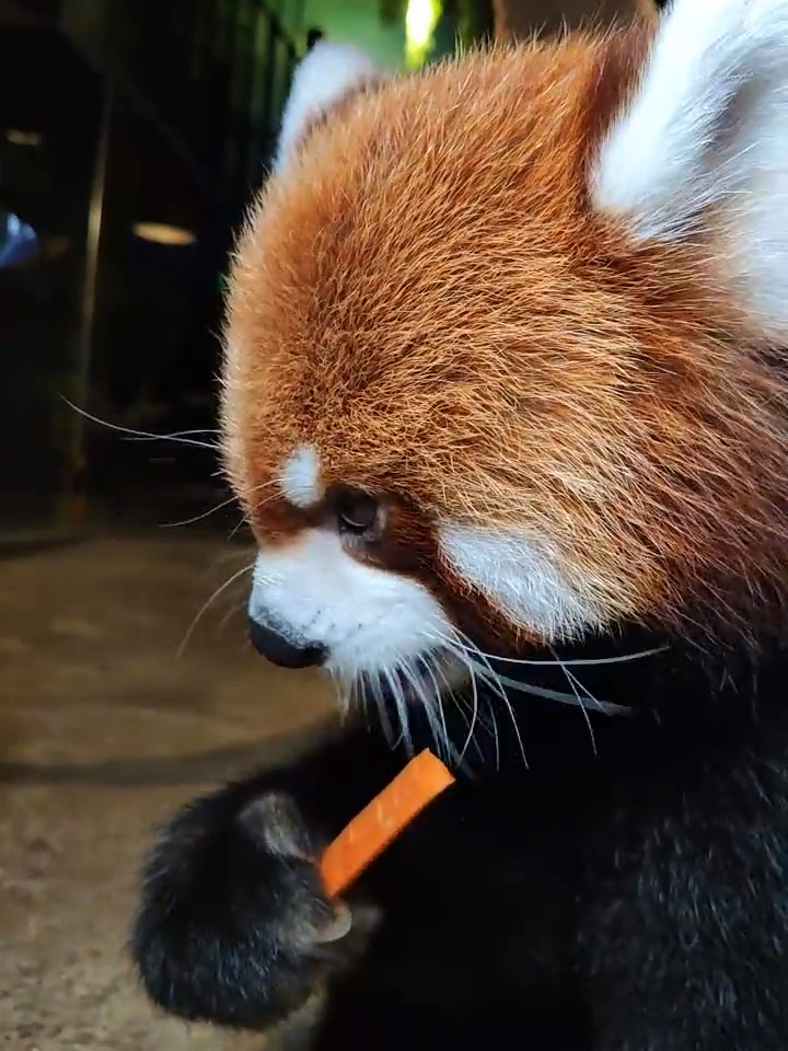 有些熊一旦可爱起来连吃东西都这么让人心动