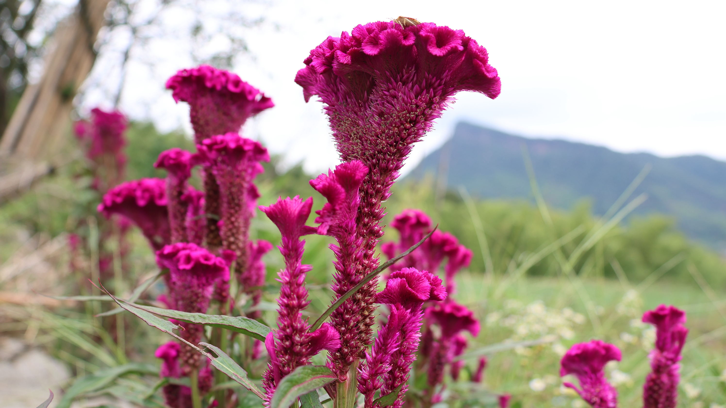 农村常见的鸡冠花,很多人都没想到它的价值那么高,若见到请珍惜