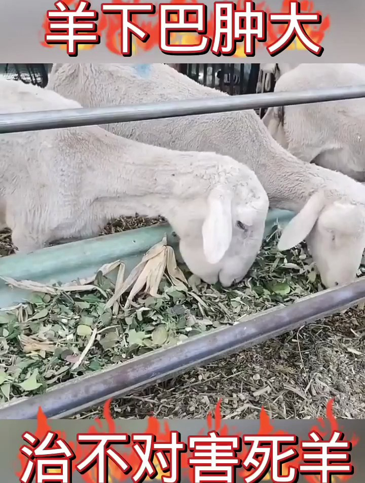 羊下巴肿大,治不对害死羊