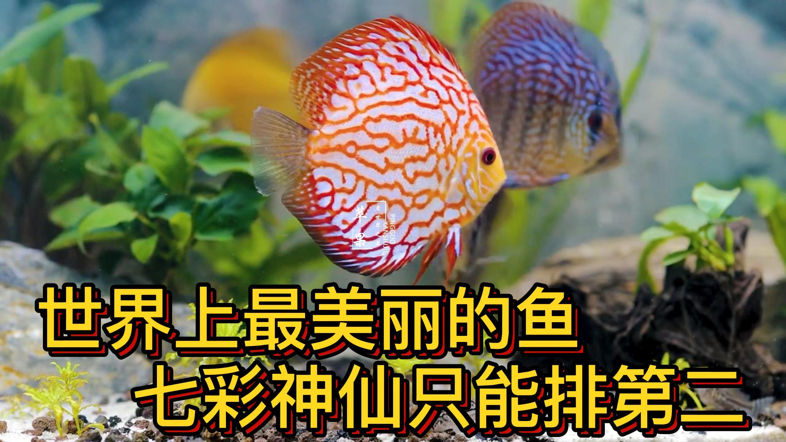 世界上最好看的鱼 第一你可能都没听过