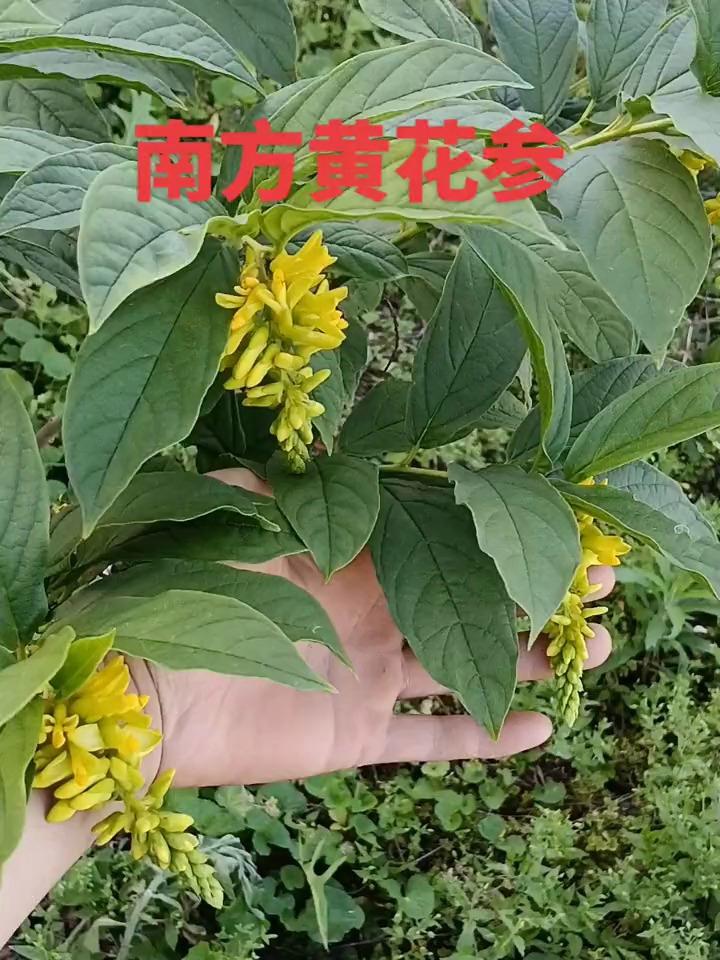 大山里的原生态 野生药材 滋补养生食材 中药本草 难得一见