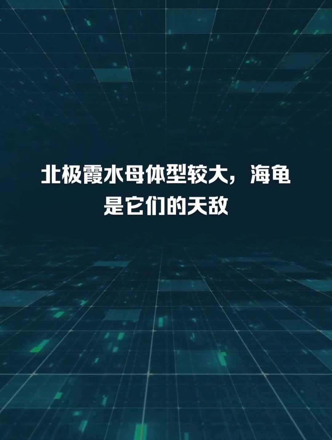 北极霞水母体型较大,海龟是它们的天敌-度小视