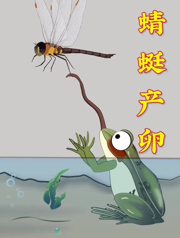 蜻蜓产卵也能给它们带来生命危险!
