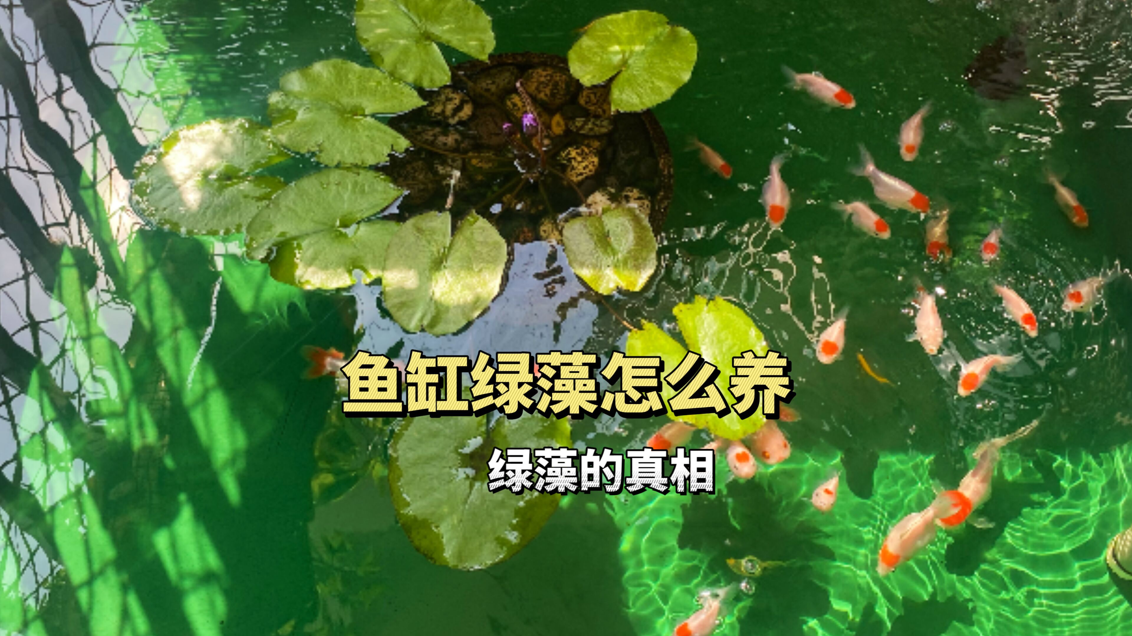 清水绿苔养金鱼的真相,鱼缸绿藻怎么培养和日常维护,绿藻的弊端