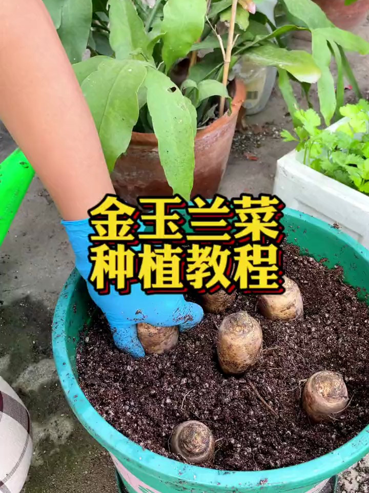 玉兰菜种植教程图片